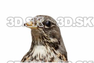 Fieldfare-Turdus pilaris 0017